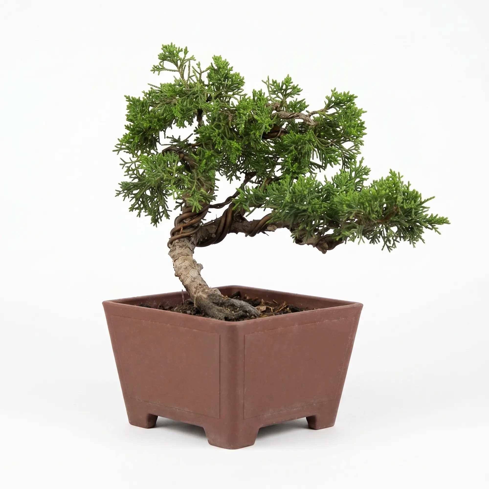 Hand-Styled Artistic Shimpaku Juniper Bonsai Tree - Live Artistic Twisted Trunk Juniperus,Wired Mini Bonsai,Best Gift for Plant Lover,Home Decoration