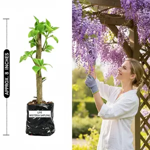 2026 Trend Wisteria Seedlings,Perennial Climbing Vine Plants,Ornamental Garden Tree,Outdoor Landscape Plant,Hardy Climber,Fast Growing,Drought Tolerant,Long Blooming,Vigorous Growth,Low Maintenance,Stunning Purple Blooms for Yard,Fence,Trellis,Patio Decor