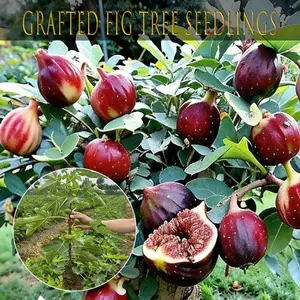 Early fruit fig seedlings - fast growth and early harvest, fig seedlings add joy to the family, plant your own "purple orchard", and bloom bright purple "honey balls"