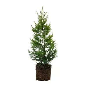 Eastern Redcedar | Large Tree Seedling