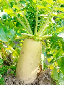 200+Seeds Daikon Radish Japanese Minowase Radish Chinese White radish Luo bo USA