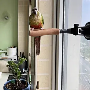 Parrot Toy Stand Pole, Interactive Wall Training Rack, Branch Suction Cup Holder, Ideal for Parrots, Enhances Interaction & Playtime