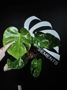 Monstera Thai Constellation
