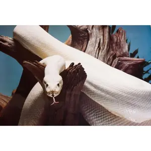 Lucid Burmese Python Poster 17.5" x 24.5" - Vibrant Ivory White Reptile Artwork for Home Office Decor - High-Quality Print of Python bivittatus - Ideal for Exotic Animal Lovers