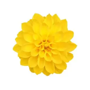 Dahlia Yellow - 5 Stem Bunch