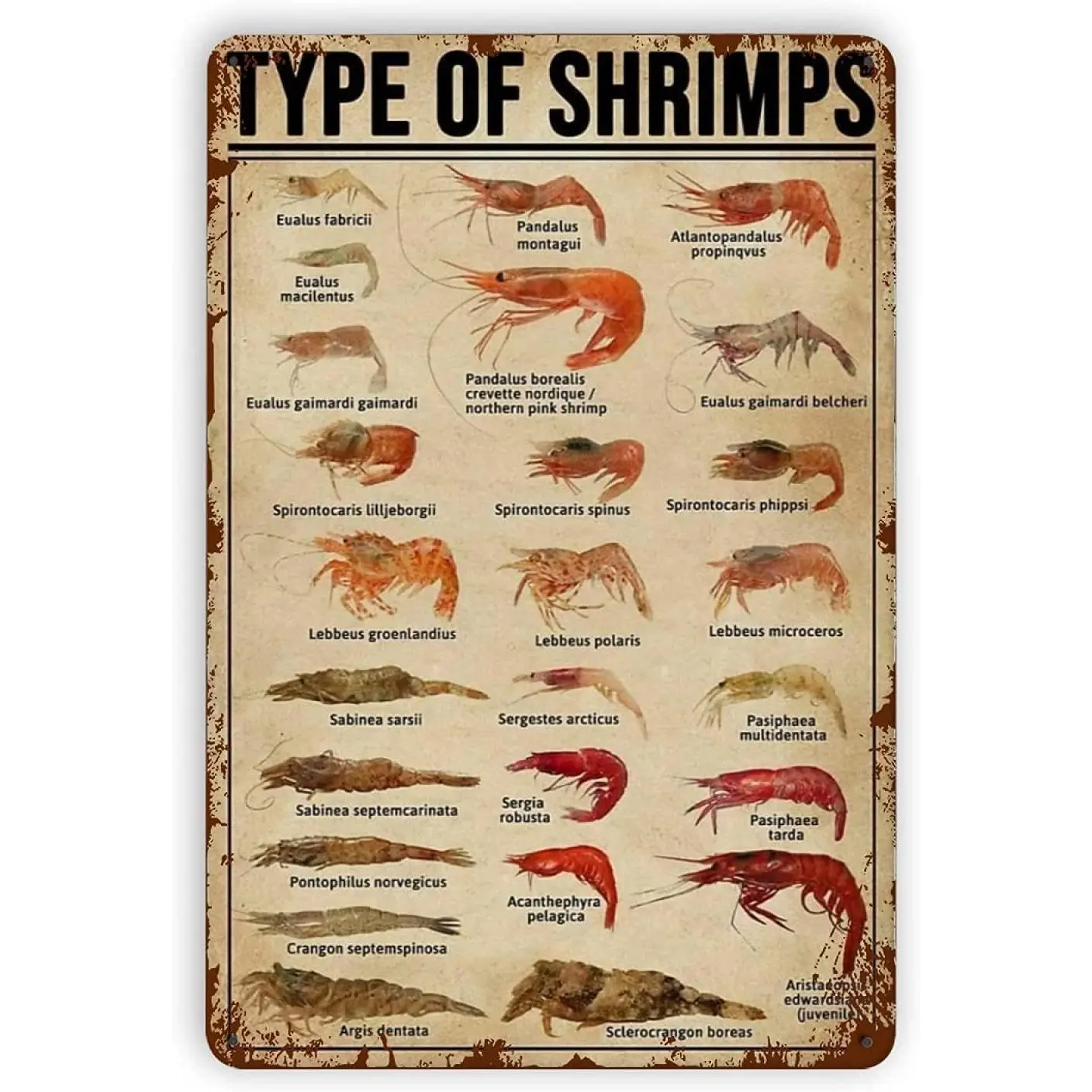 Shrimp Knowledge Posters Metal Signs Home Decor Type of Shrimps Room Decor Science Education Retro Wall Decor Printing Plaque 12x16 Inches