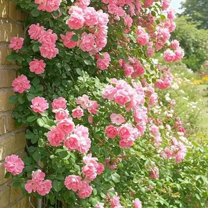 200PCS Pink Climbing Rose Seeds – Fast-Growing, Perennial Vines for Stunning Vertical Garden Blooms