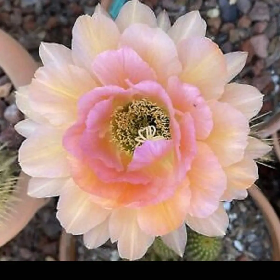 Large RARE Trichocereus Hybrid MAGIC EYES Well Rooted