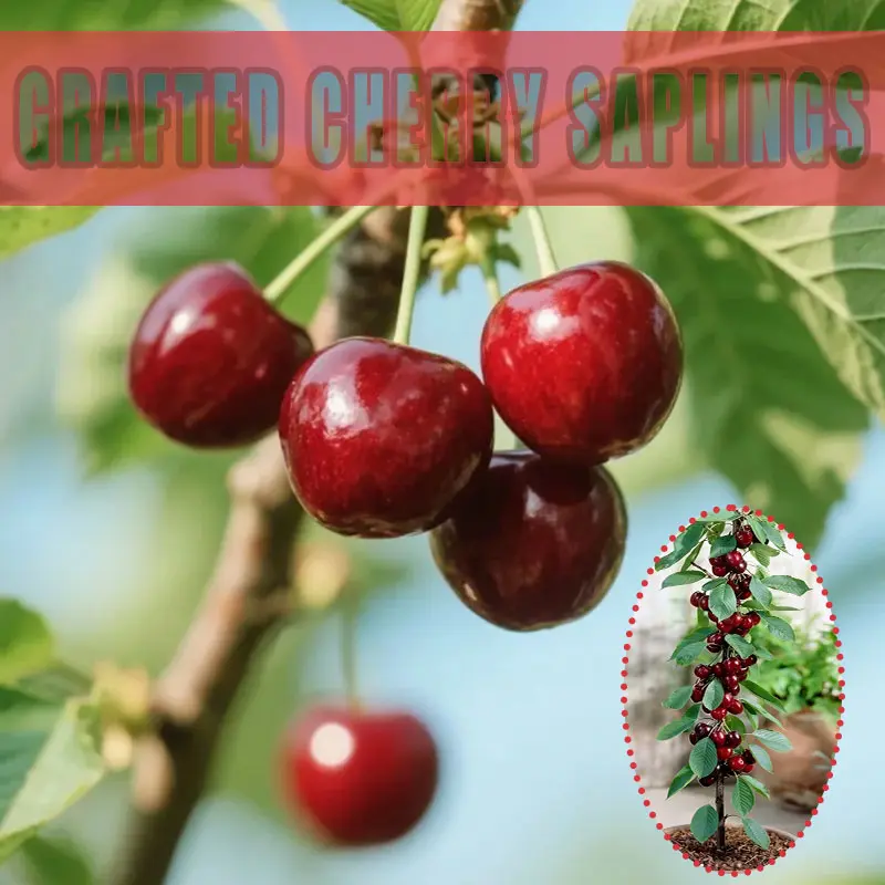 Hardy Grafted Cherry Tree Seedling, Early Fruiting Large Red Cherry Sapling With Well Developed Root System, Low Maintenance For Beginner Gardeners Indoor Outdoor Cultivation