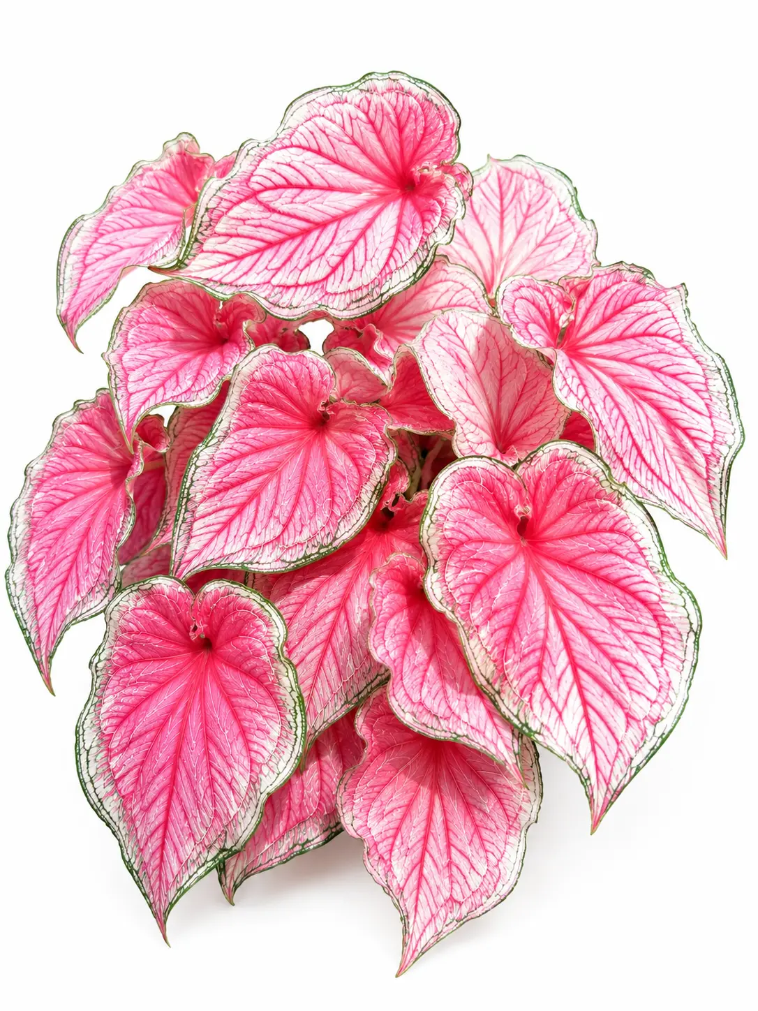 Gypsy Rose Caladium Bulbs for Planting - Perennial Hosta Elephant Ears Fancy 6 Bulbs Pink & White Leaves