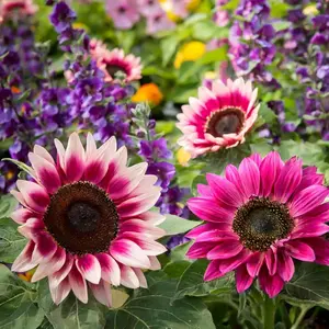 100Pcs Rare Strawberry Pink Sunflower Seeds – Premium Non-GMO Heirloom Flower Variety, Unique Eye-Catching Pink Blooms, Easy to Grow Ornamental Plant for Backyard Garden, Patio, Balcony and Home Landscape Decoration