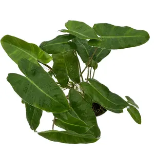 Philodendron Burle Marx