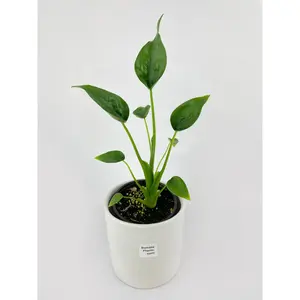 Alocasia Tiny Dancers Hybrid