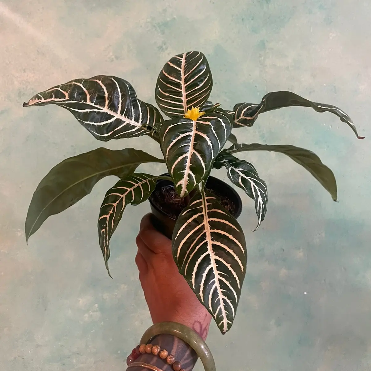 4 inch Aphelandra Zebra Plant