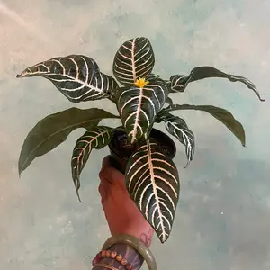 4 inch Aphelandra Zebra Plant