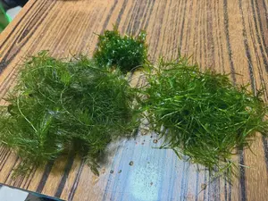 Big Chunk of Hornwort (Coontail) + Bunch of Gruppy Grass + 4 oz of Subwassertang Moss