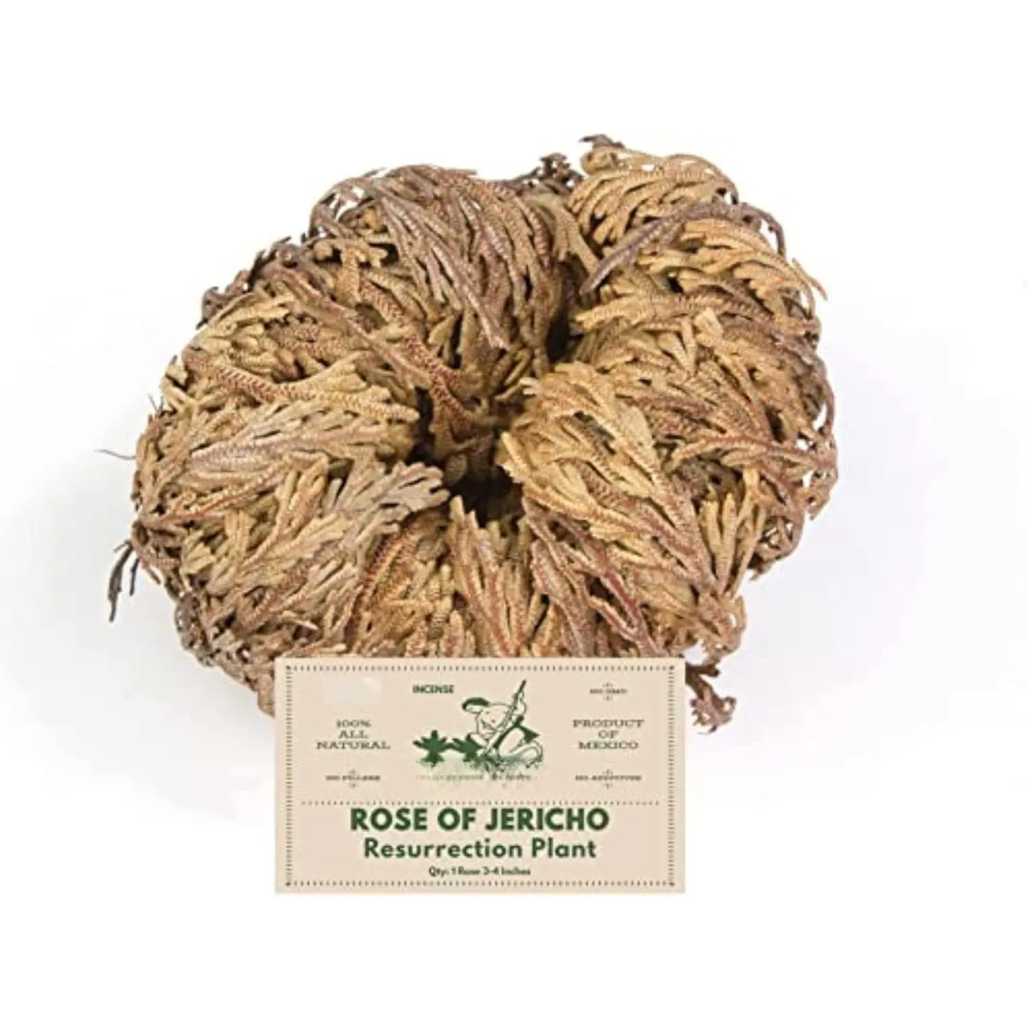 -  Rose of Jericho Dried Flower 3.5'' - 6'' | Selaginella Lepidophylla | Resurrection  |  Size Dried Rose | Abundance, Prosperity, Sacred, Doradilla  | 3.5'' - 6''