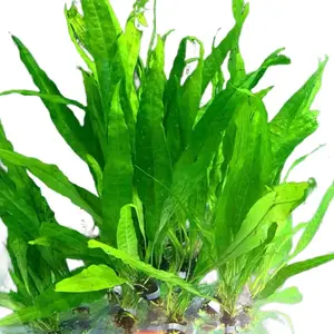 *BUY 3 GET 1 FREE!*.  M/L Java Fern - Easy, Beginner-friendly Plant for Fish Tanks - Ideal for Bettas, Goldfish, & Cichlids freshwater aquarium