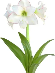 Amaryllis 'Picotee' Plant Bulb (1 Pack) - White with Pink Picotee Edge Flowering Blooms for Indoor & Outdoor Gardens