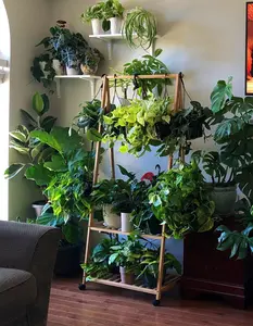 Rare Pothos cuttings Mix- Marble Pothos, Heart Leaf Philodendron, Silver Pothos, Njoy, Cebu Blue, Neon, Tradescantia, Pick and Choose