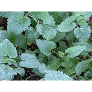 Organic Catnip Herb Seeds