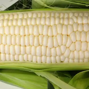 Silver King Corn Heirloom Seeds (Zea mays) Robust white dent corn prized for roasting, flour, and traditional homestead harvests