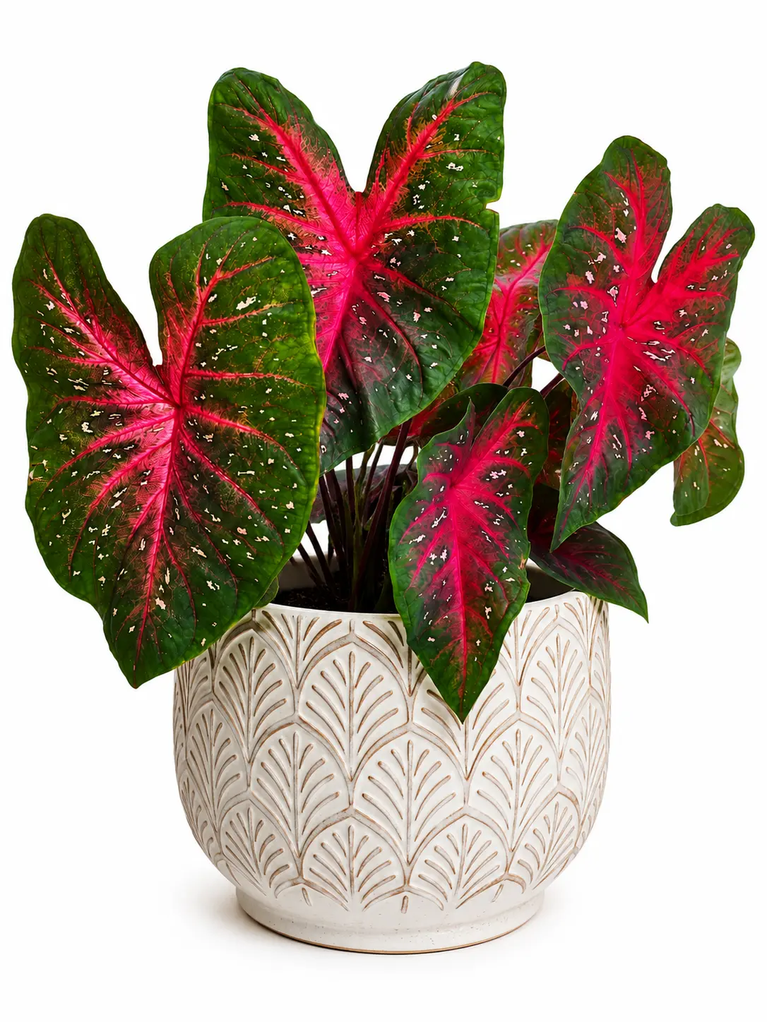 10 Red Flash Caladium Bulbs – Vibrant Red & Green Fancy Leaf Tropical Plants – Heat-Loving Elephant Ear Bulbs for Shade Gardens & Containers