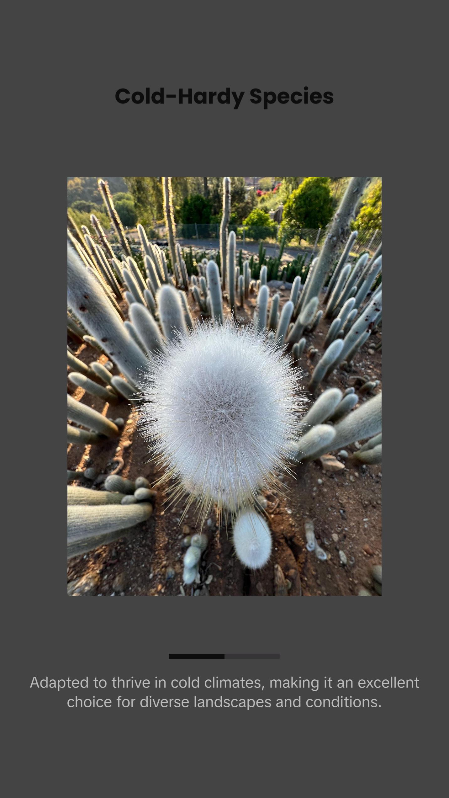 Silver Torch Cactus - Cleistocactus Strausii