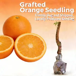 Orange Tree Live Plant Seedling Fruit Tree for Outdoor Garden Backyard Patio Container Planting Evergreen Tree Home Gardening Variety Easy Care Seasonal Plant