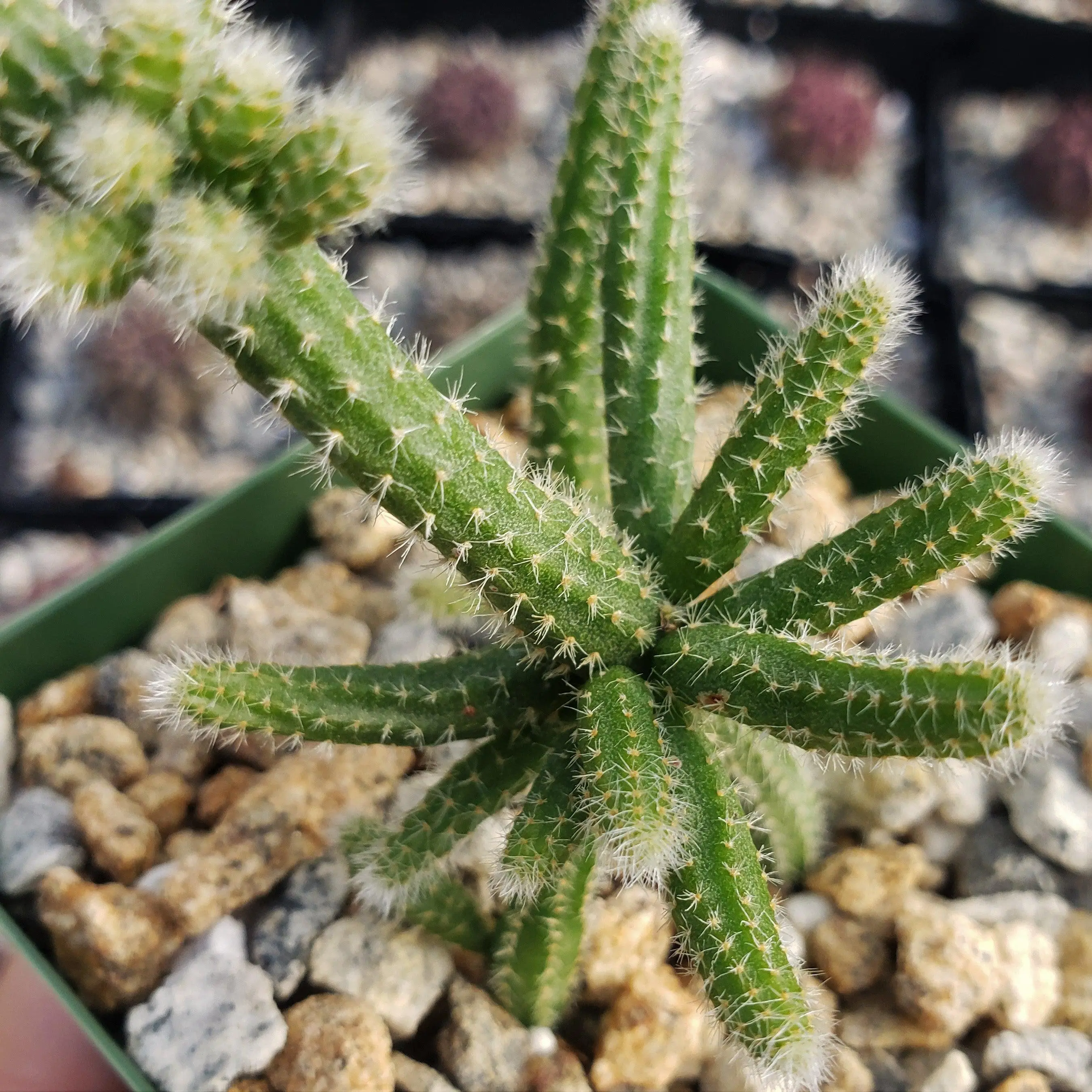 Rhipsalis horrida