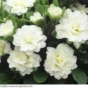 15+ Primrose Flower Seeds / White / Perennial