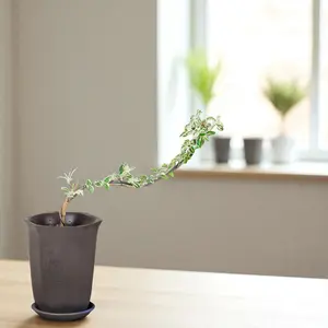 Variegated Serissa Bonsai Tree Live Indoor Plant–Golden-Edged Leaves,Snow in June,Indoor Outdoor Plant with Pot,Plant lover Gift for Home Decoration