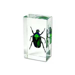 Real Green Rose Chafer Beetle Paperweight