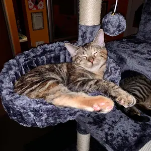 SHA CERLIN 81in/67in Multi-Level Tall Cat Tree Tower with Hammock & Sisal Scratching Posts Larger Cat Condo Furniture for Multi-Cat Play & Rest #ChristmasGifts#TikTokShopBlackFriday