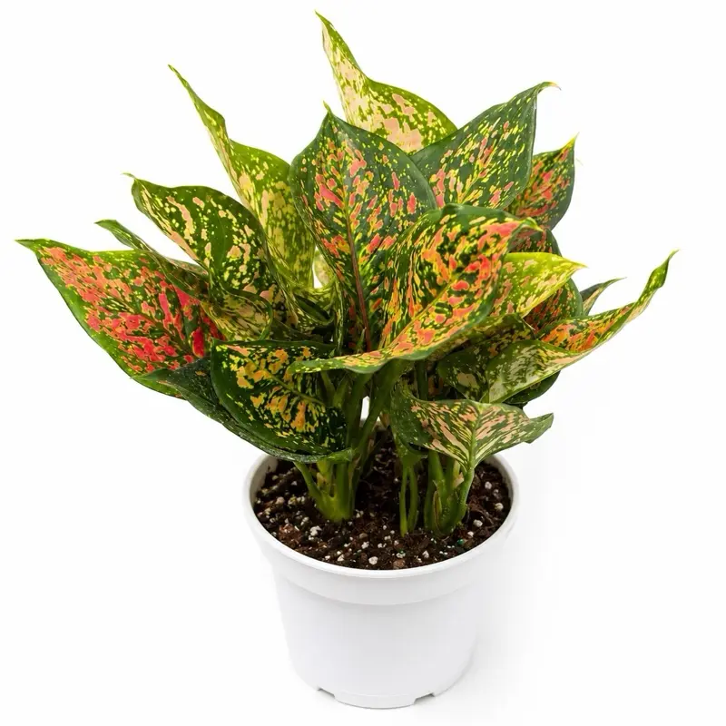 Aglaonema Wishes 6” Pot | Pink Foliage | Beginner Friendly | Easy Care Indoor Plant