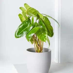 Burle Marx Philodendron Rooted with 4 or 6 inch Pots | Indoor & Outdoor Live Tropical House plant | Easy Care Plant