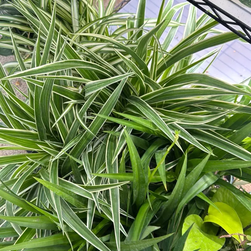 Spider Plant (Chlorophytum) – Decorative Houseplant, Natural Potted Indoor Flower with Pot for Home Garden Decoration, Natural Plants, Plant With Pot
