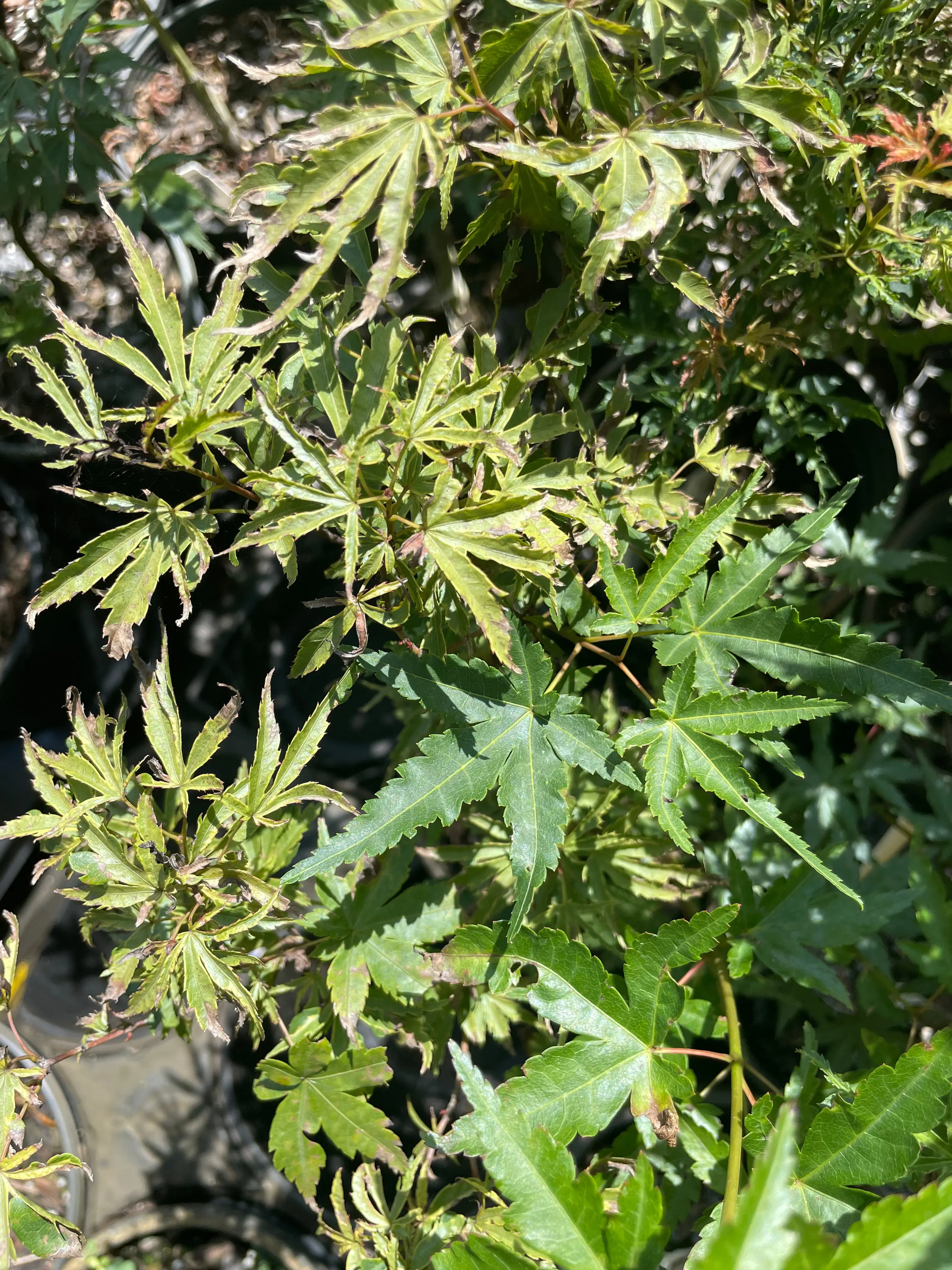 Acer palmatum 'Dr. Seuss' (Reverted)