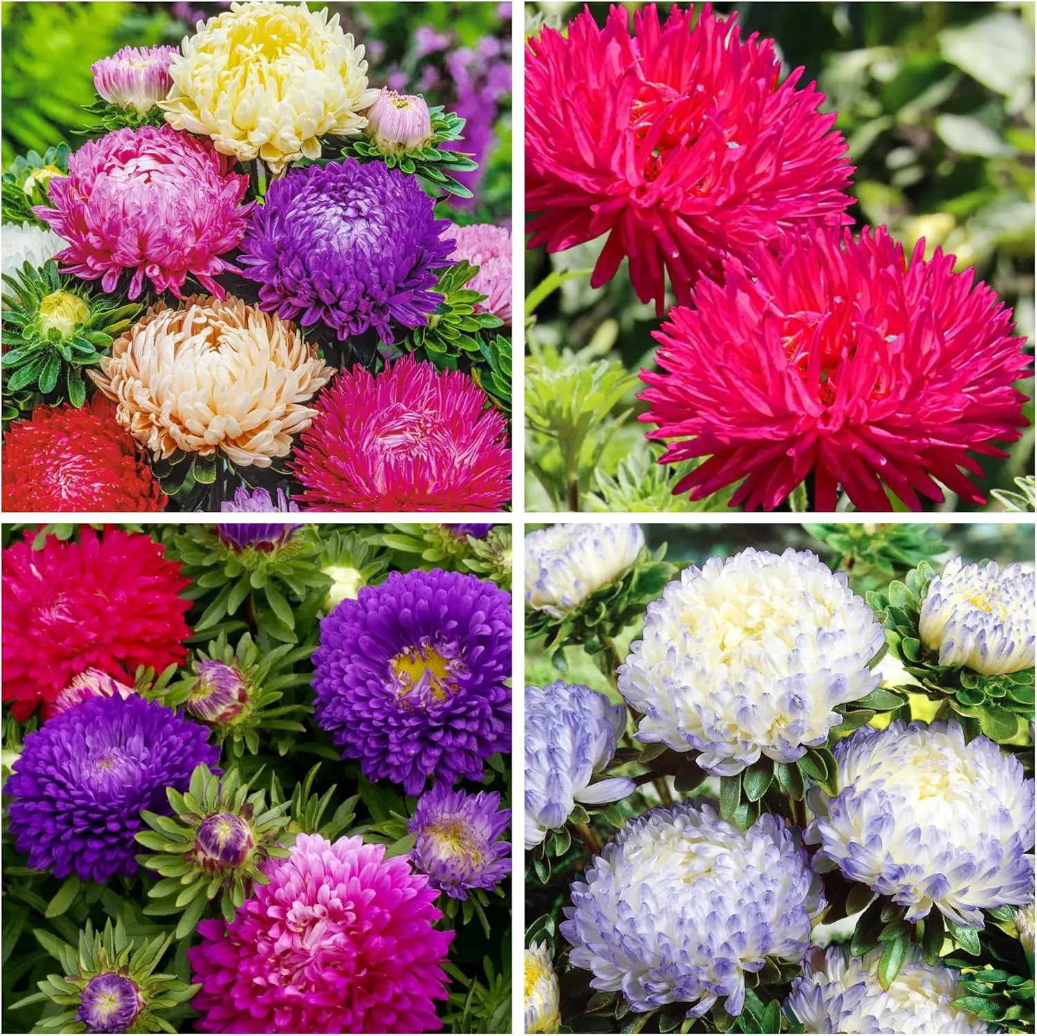 2000pcs Rainbow Aster Seeds – Easy Grow, Gorgeous Colors