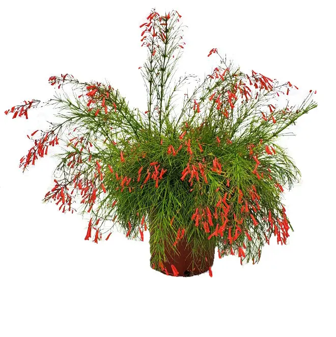 Red Firecracker Bush (3 Gallon) | Live Flowering Bush | Tropical Plants of Florida