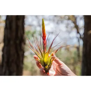 Large Tillandsia Fasciculata Tricolor 'Golden Torch' Air Plants - Low Maintenance House Plant Decor - Whimsical - Vintage - Air Purifying - Self Care - Healthy Living