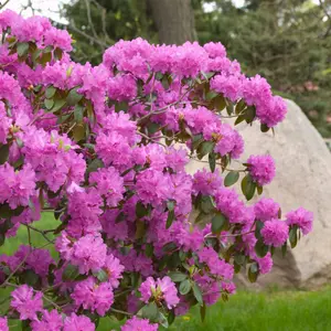 PJM Elite Rhododendron