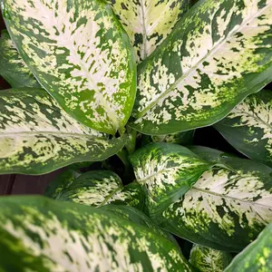 Dieffenbachia Dumb Cane