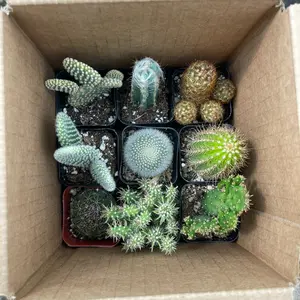 9 pack 2” cactus mystery assortment sculpture