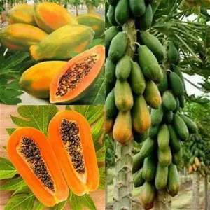 Mexican Papaya Carica Maradol Red Tropical Seeds 4 Pack x 150 Seeds High Germination Cold Hardy All-Season