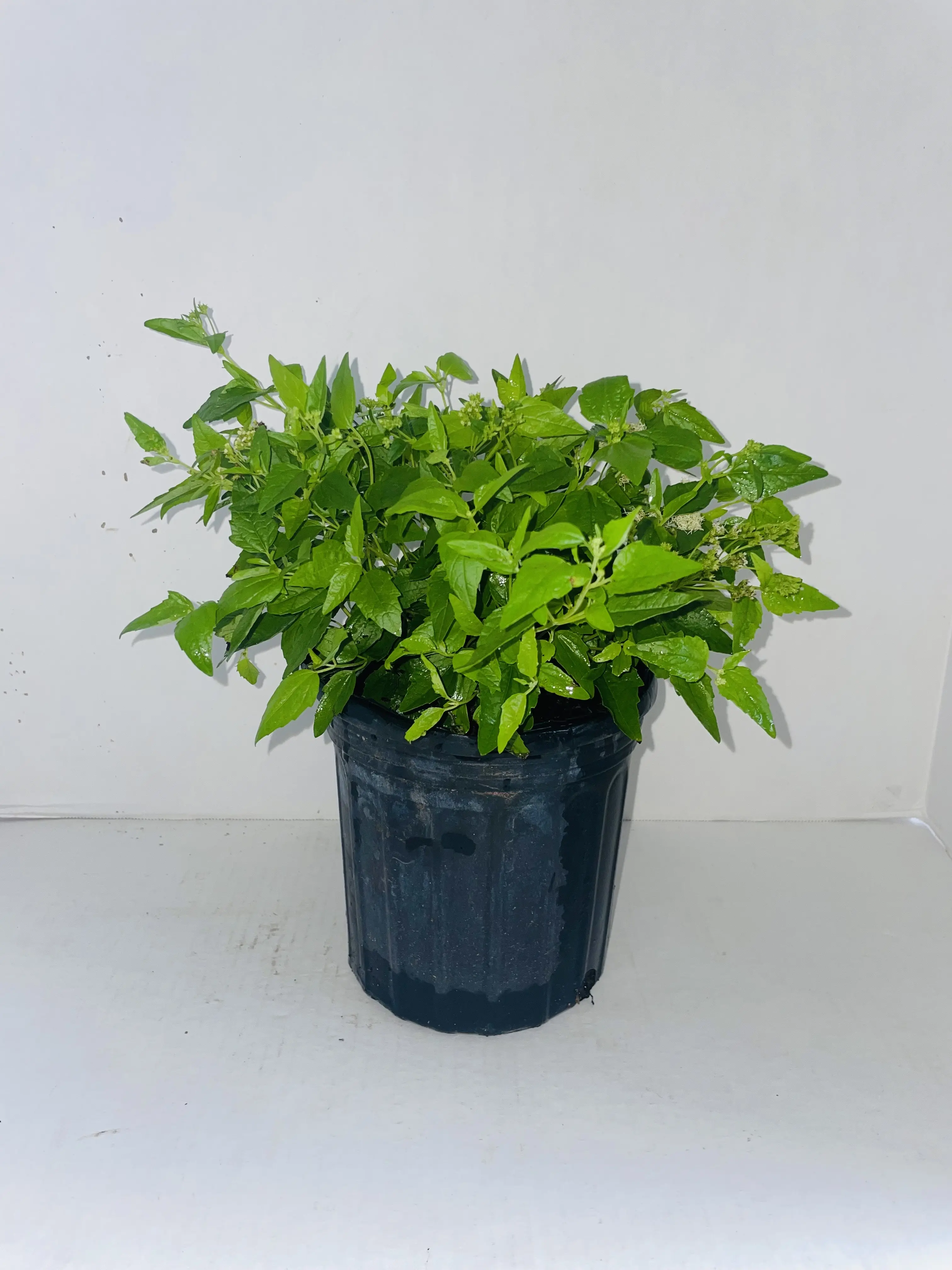 Herb Seeds PLANTA ABRE CAMINOS CON RAIZ Eupatorium villosum SW Aromatichesky Arbust Silvestre for Baños Purificadores