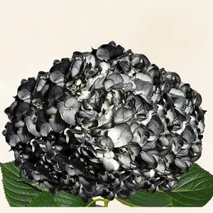 Hydrangeas Tinted Black - 30 Stems, 6-6.5" Bloom, 60-65cm Stem, Year-Round Availability, 5-8 Day Vase Life, Spooky Halloween Decor