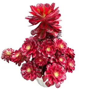 Live Aeonium Medusa Fully Rooted Variegated Unique Specimen Succulent, Low Maintenance Beginner Friendly Drought Tolerant Indoor Office Desktop Home Decor Houseplant, Plant Lover Gift, Father’s Day Gift for Dad