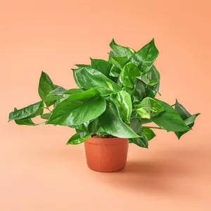 Pothos Golden – Indoor Live Plant, Golden, Variegated  & Trailing Pothos, Medium, Easy Care & Air Purifying, Low Maintenance, Beginner Friendly, Low & Bright Light Lover