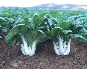 500 White Stem Baby Pak Choi  Seeds, Nail Bai Cai, Dwarf Bok Choy, Asian Vegetable, Cải Thìa Heirloom Non-GMO